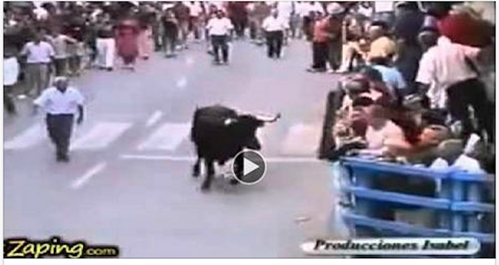 A bull recognises between hundreds of people who do accudiva!! Look at his reaction! [Video]