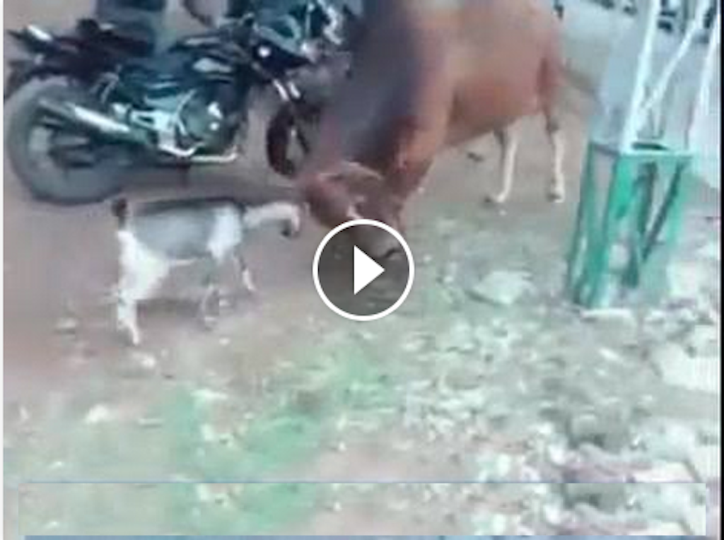 OMG !! Goat fights with Bull and Win..