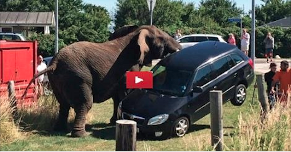 OMG !!  Elephant Attack Circus Animal Lifts Car Off The Ground