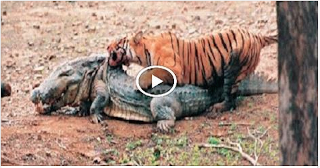 TIGER vs CROCODILE ... For there is ONE of 2 ESCAPE!