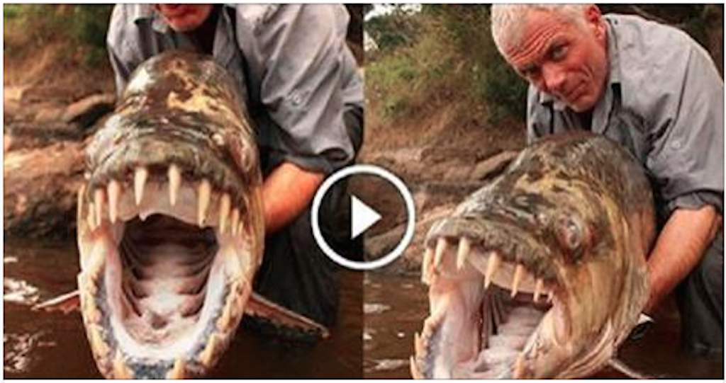 INCREDIBLE! Captured Giant FISH TIGER 50Kg can also eat crocodiles