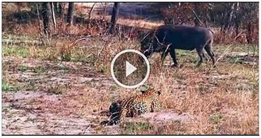 Leopard Forgot How to Attack  