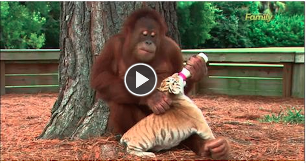 Every Day This Orangutan Drops By Trees For A Reason SPECIAL